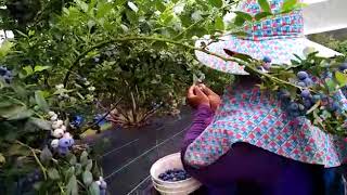 FRESH DARI LADANG  Kerja di Australia  Petik Blueberry [upl. by Marie-Ann]