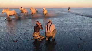 White Horses of the Camargue [upl. by Gimble]