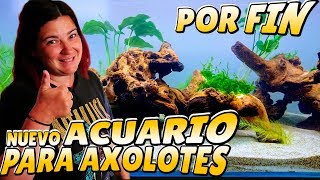 👍POR FIN EL ACUARIO PARA AXOLOTES [upl. by Kristoffer]