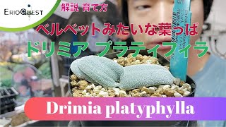 【解説】ドリミア プラティフィラ（毛羽玉）の育て方 Drimia platyphylla [upl. by Eenad652]