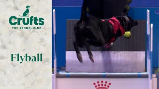 Flyball  YKC Finals  Crufts 2024 [upl. by Gurl]