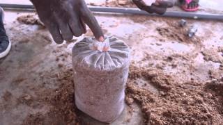 Oyster Mushroom Farming at the Kumasi Institute of Tropical Agriculture KITA  Peace Corps Ghana [upl. by Assiran]