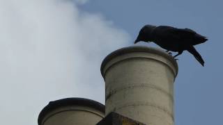 Jackdaws nesting in our chimney [upl. by Fennelly79]