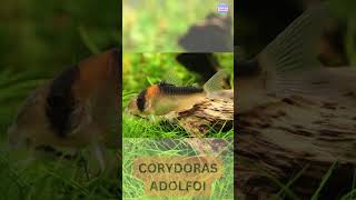 Jenis Jenis Ikan Corydoras Paling Populer Di Dunia [upl. by Crisey745]