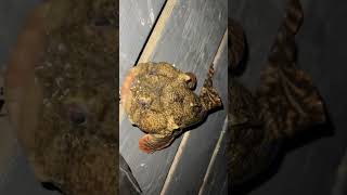 Oyster toadfish brigantine atlanticcity [upl. by Philoo322]