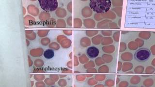 Blood Cells Poster [upl. by Maureene]