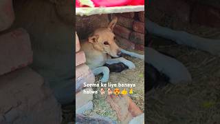 Jacha ke liye banaya Tel ka halva 🐕🐕🐕😍👍🙏 trending doglover dogshorts doglife animals subscribe [upl. by Oinolopa30]