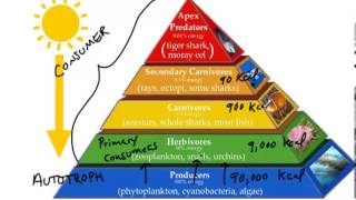 Energy Pyramid [upl. by Beeson476]