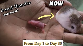 Hamster Baby Growing Up  Day 1 to Day 30 Best Moments  Roborovski  Dwarf Hamster [upl. by Piotr]