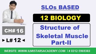 12th Biology Chapter 16 Ultra Structure of Skeletal Muscle PartII [upl. by Durning]