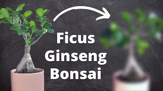 Wiring Ficus Ginseng Bonsai  Ficus Microcarpa [upl. by Molohs]