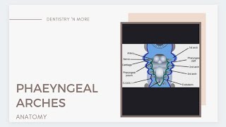 PHARYNGEAL BRANCHIAL ARCHES [upl. by Gimpel197]