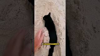 estaba jugando en la playa hasta que apareció este gato appeared ❤️ [upl. by Caril]