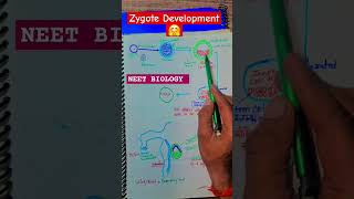 Zygote Development NEET BIOLOGYBIOLOGY CONCEPT IN HINDIBIOLOGY CLASSES IN HINDI [upl. by Airdnek]