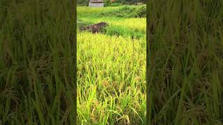 Borneo Rice ready to harvest 2024 [upl. by Iain376]