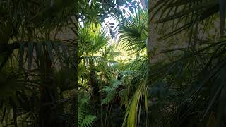 Our Lush North Pacific Jungle Garden palmtrees [upl. by Behre]