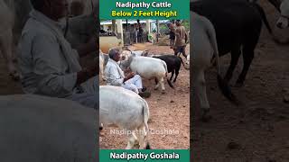 friendly Cows viral shorts yt reels abudabi usa canada uae dubai oman qatar [upl. by Nasas]