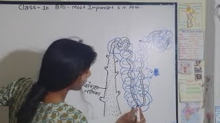 सबसे आसान  Nephron Diagram Drawing  Class 10 science 🔥Chapter 6 Life Processes 🔥newvideo bio 🔥 [upl. by Vilhelmina22]