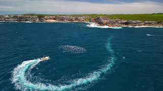 Sydney Maroubra Malabar Whale Watching [upl. by Nannah]