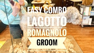 Easy combo Lagotto Romagnolo groom [upl. by Mairhpe]