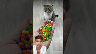 Funny cat 🐱 reels video freefire funnyfyp food [upl. by Masson869]