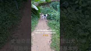 史迪奇是一隻經驗豐富的登山犬。 [upl. by Figone957]