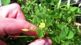 Lemon Clover  Yellow Woodsorrel  edible and tasty [upl. by Michel850]