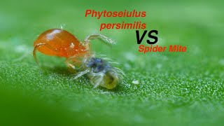 Phytoseiulus persimilis VS spider mite [upl. by Lleinnad]