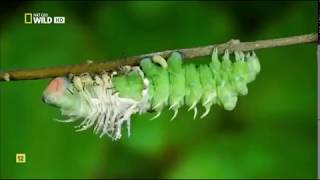 Insectos increíbles Documental Nat Geo [upl. by Strohben293]