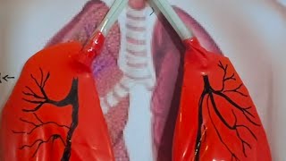 RESPIRATORY SYSTEM WORKING MODEL SCHOOL PROJECT FOR KIDS [upl. by Buckley924]