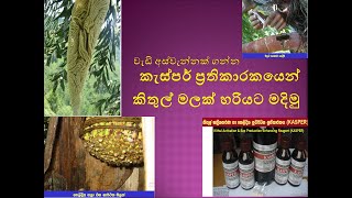 how to make kithul treacle  කිතුල් මල් කැපීම  කැස්පර් තාක්ෂණය  kithul tapping technology [upl. by Katleen]