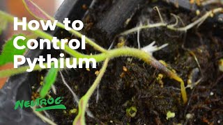 Neutrog TV  How to control Pythium in your garden  Whoflungdung [upl. by Nnahteb]