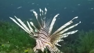 How Florida is handling invasive lionfish [upl. by Ondrea763]