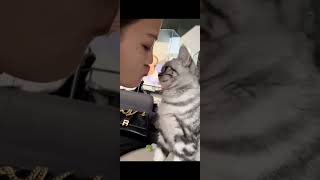 Clingy cat compilation 4 ❤️ cat catcute kitten [upl. by Teak41]