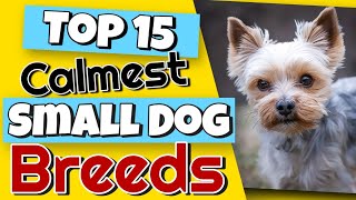 Top 15 Calmest Small Dog Breeds That You Would Never Guess 😮 [upl. by Olimreh523]