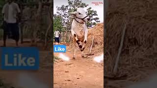 Ongole githa 🔥💥subscribe [upl. by Ervine638]