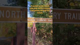 Hiawatha National Forest greatlakes upperpeninsula michigan forests [upl. by Dlareg385]