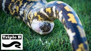 Reticulated Python has a massive bowel movement [upl. by Zetta729]