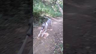 Whippet Dogs Jungle Run [upl. by Pattin505]