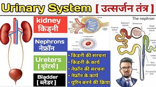 Urinary System in hindi  उत्सर्जन तंत्र  Excretory System In Hindi  kidney  Nephrons  Bladder [upl. by Avron]