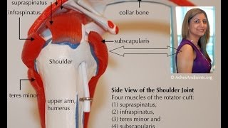 Rotator Cuff Treatment amp RepairShoulder replacementTorn Rotator Cuff Symptoms [upl. by Raamaj]