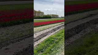 💐Noordwijk Tulip Field 🇳🇱 [upl. by Ahsinrad635]