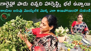 Beautiful harvest  ginger harvest  fruits harvest  TELUGU GARDEN VLOG [upl. by Eintirb]