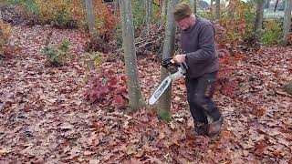 Logging oak trees 🌳 [upl. by Akiehs423]