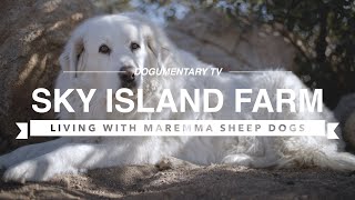 ALL ABOUT LIVING WITH MAREMMA SHEEP DOGS [upl. by Katzen650]