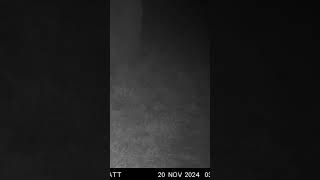 Elusive Red Fox makes an appearance cellulartrailcamera redfox predator [upl. by Fortune]