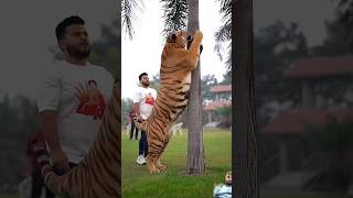 bengaltiger jimcorbettsafari safari animals wildlife shortvideo newstatus viralvideo [upl. by Belanger]