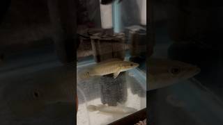 NEW PIKE CICHLIDaquarium monsterfish fishtank subscribe Crenicichlashorts fishtank [upl. by Chari]