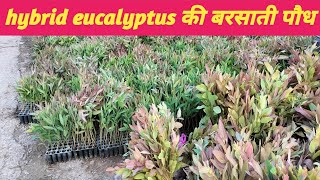 hybrid eucalyptus ki jaankarisafeda hi safedaeucalyptus barsati sale सफेदा की जानकारीसफेदा [upl. by Retla520]