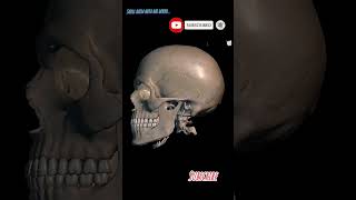 Skull kaisa hota hai 3D  Human Khopadi  😱😱😱 [upl. by Saihttam789]